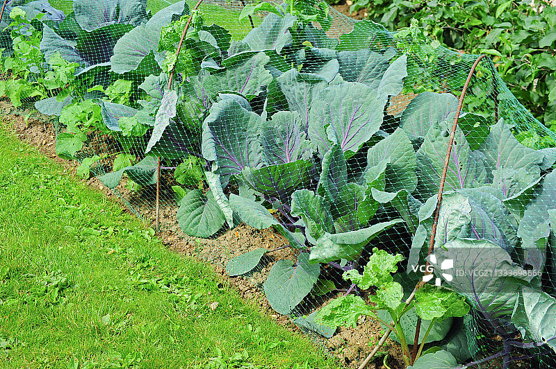 厨房花园中卷心菜上的防护网图片素材