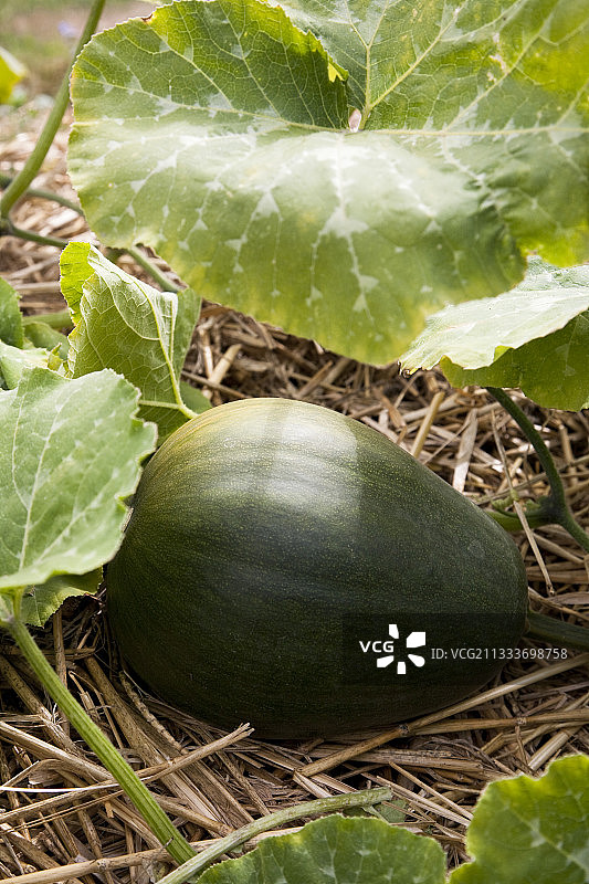 厨房花园里的浆果奶油弯颈南瓜图片素材