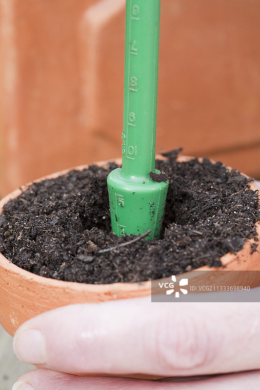 花园里的三色紫罗兰图片素材