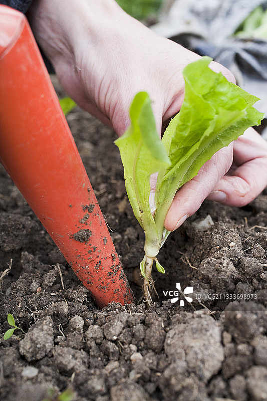 在花园里刨出一只菊苣图片素材