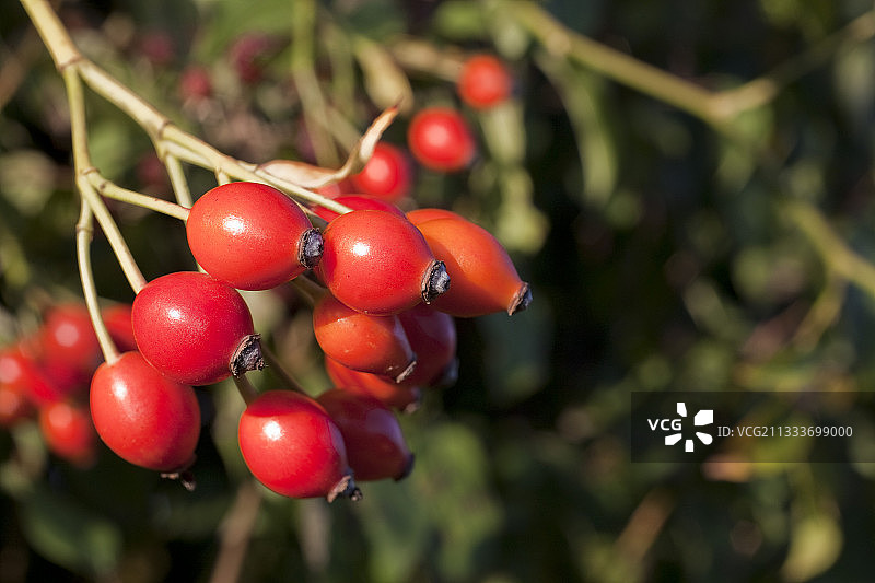 花园里的蔷薇果图片素材