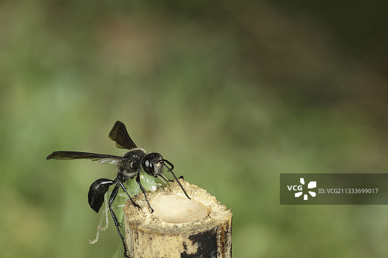 一只蜾蠃带着猎物进入毛竹图片素材
