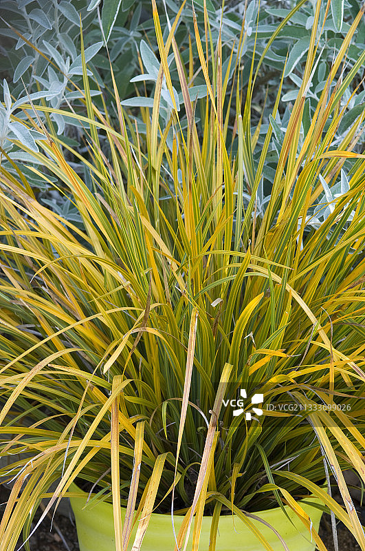 植物苗圃地球造型花盆图片素材