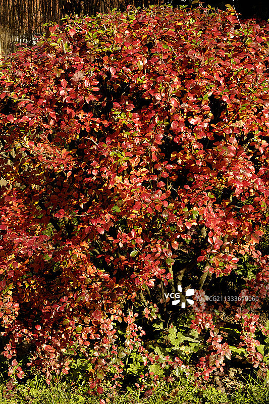 秋天的栒子灌木图片素材