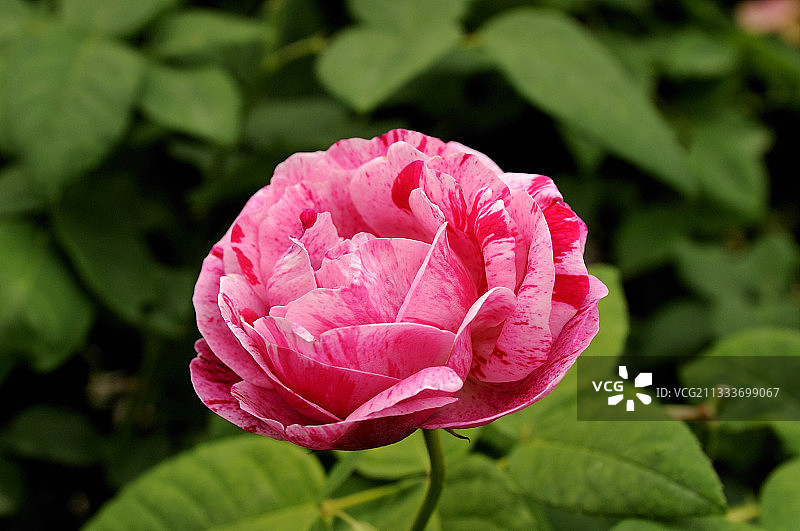 月季‘Ferdinand Pichard’图片素材