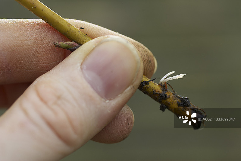 扦插生根图片素材