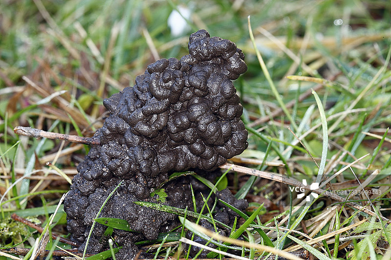 法国草地上的蚯蚓粪图片素材
