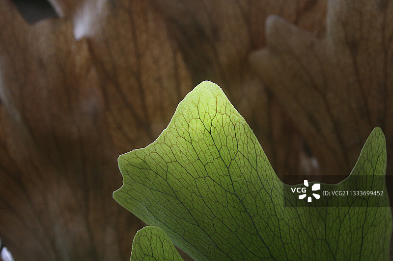 印度尼西亚鹿角蕨叶图片素材