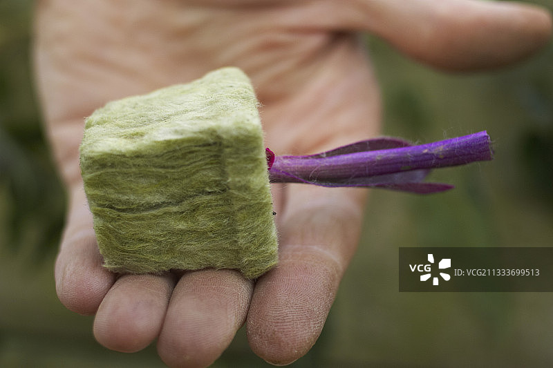 用矿棉切割吊兰图片素材