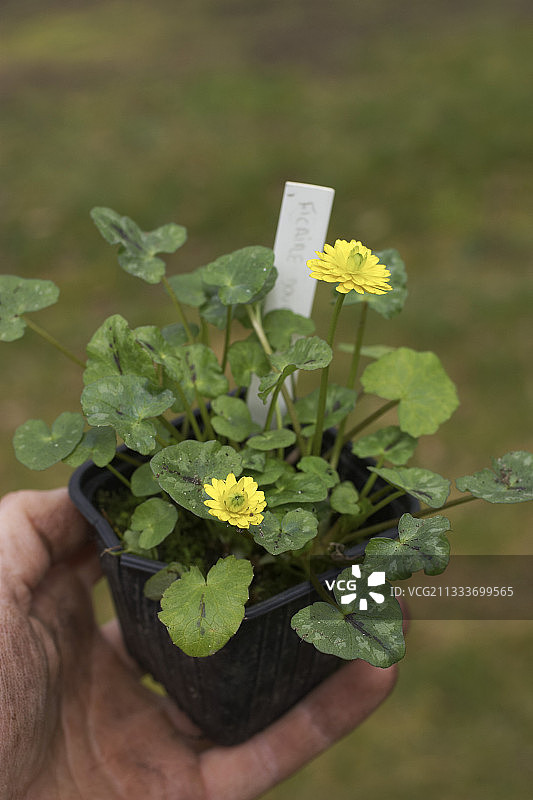 花园里桶中的‘Flore Pleno’无花果毛茛幼苗图片素材