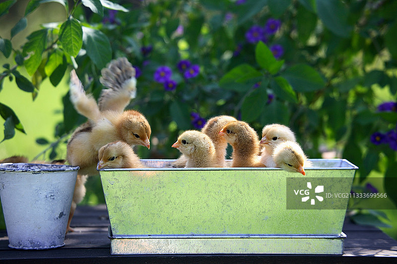 花园桌上的罐头盒里的小鸡，法国图片素材