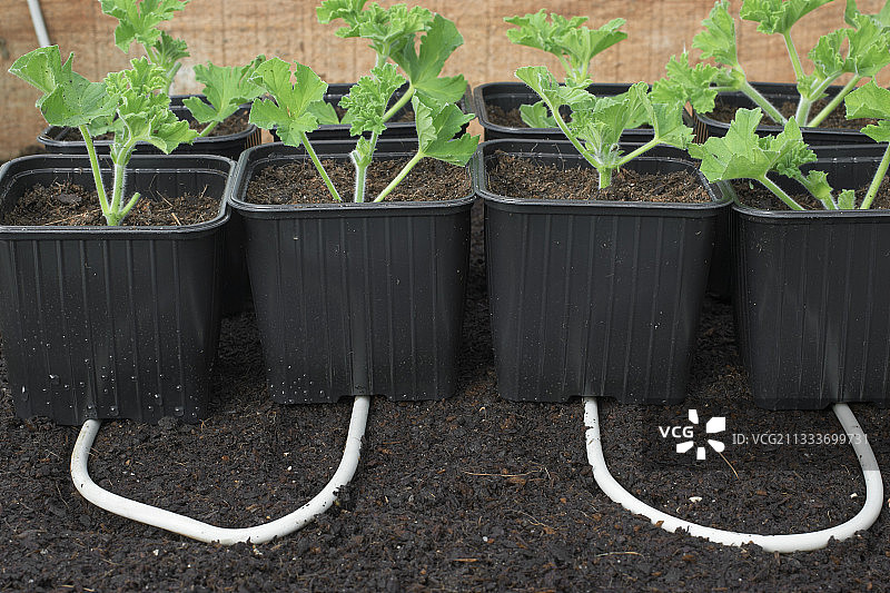 在加热电缆上生根的天竺葵插条图片素材