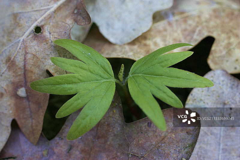 菩提树的子叶从枯叶中长出图片素材