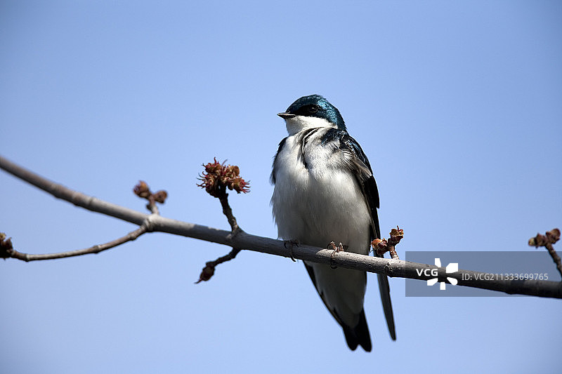 加拿大蒙特利尔树燕图片素材