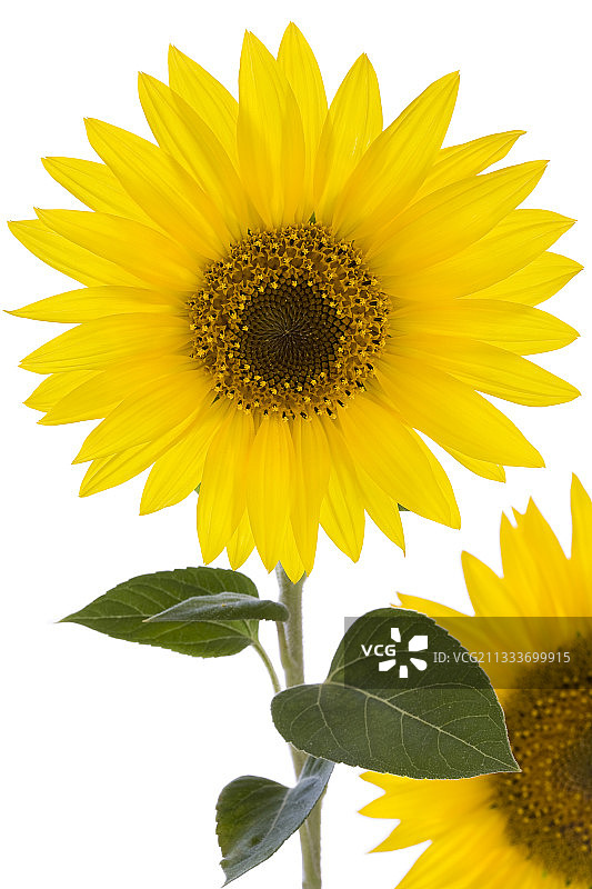 白色背景上的向日葵图片素材
