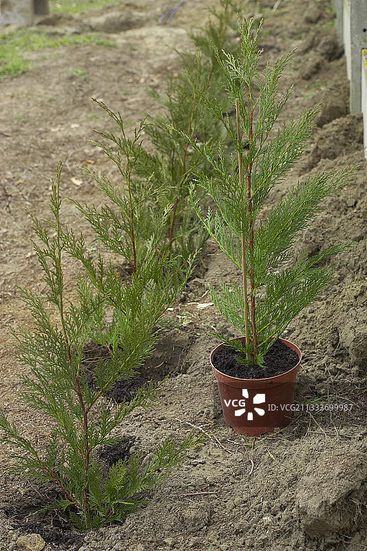 花园绿篱柏树种植园图片素材