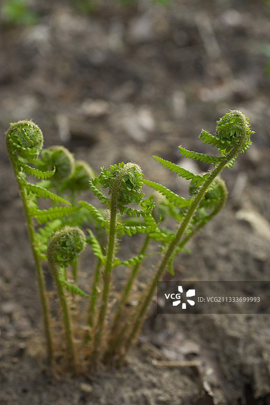 春季的幼年雄性蕨类叶子图片素材