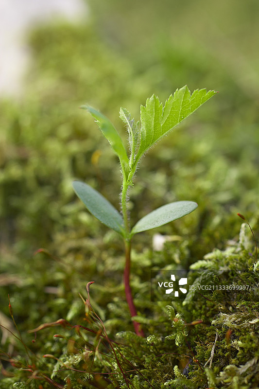 长满苔藓的青年山楂树图片素材