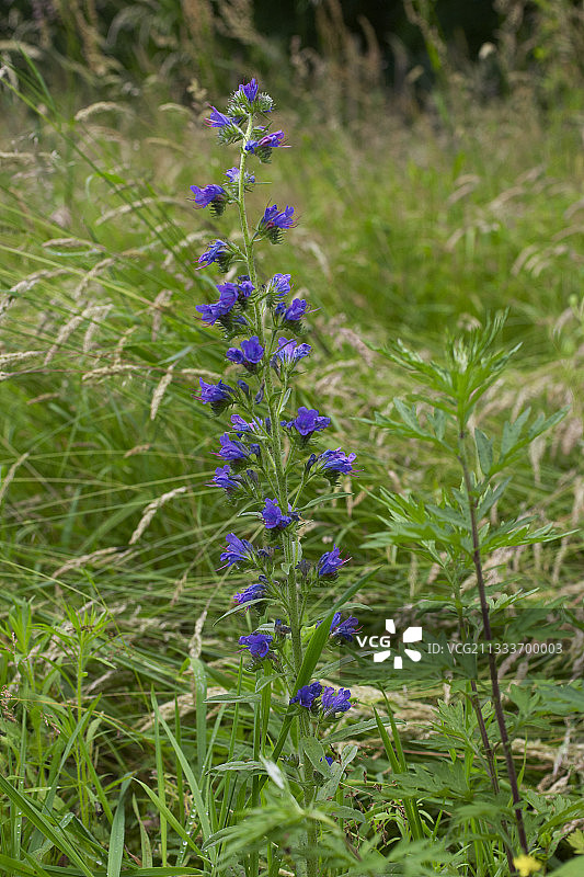 草甸中盛开的蓝蓟图片素材