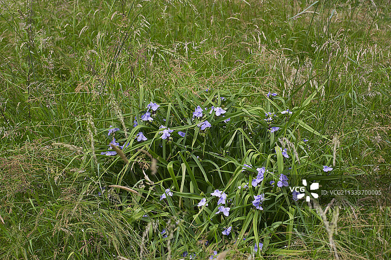 野生花园中的弗吉尼亚紫露草图片素材