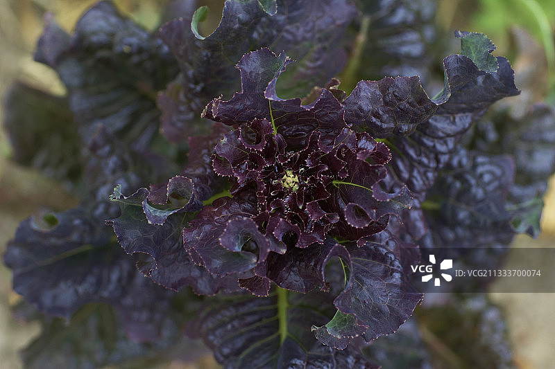 厨房花园里的长叶莴苣图片素材