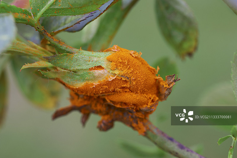 玫瑰树芽上的玫瑰锈图片素材
