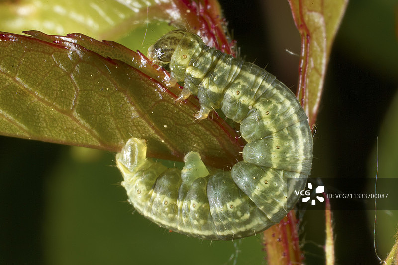 冬季飞蛾毛虫啃食玫瑰树叶图片素材