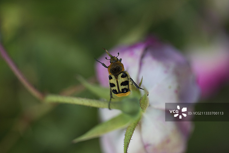 盛开的玫瑰树上的蜜蜂甲虫图片素材