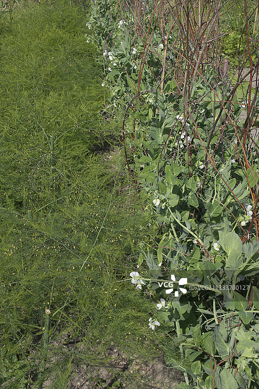芦笋和青豆伴生栽培图片素材