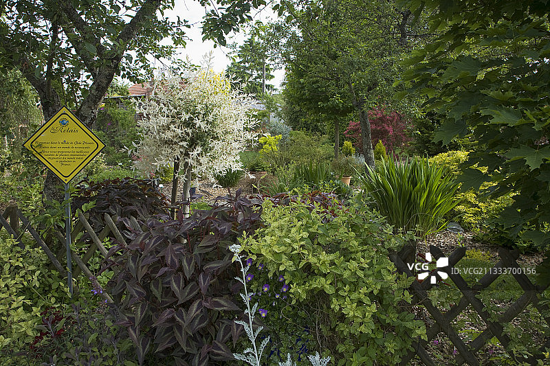 春天花园里的灌木和多年生植物图片素材
