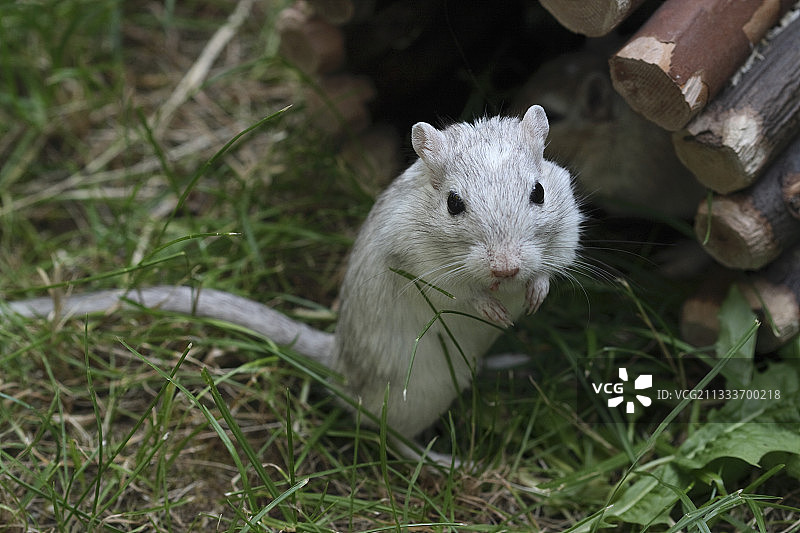 在法国花园里的蒙古沙鼠图片素材