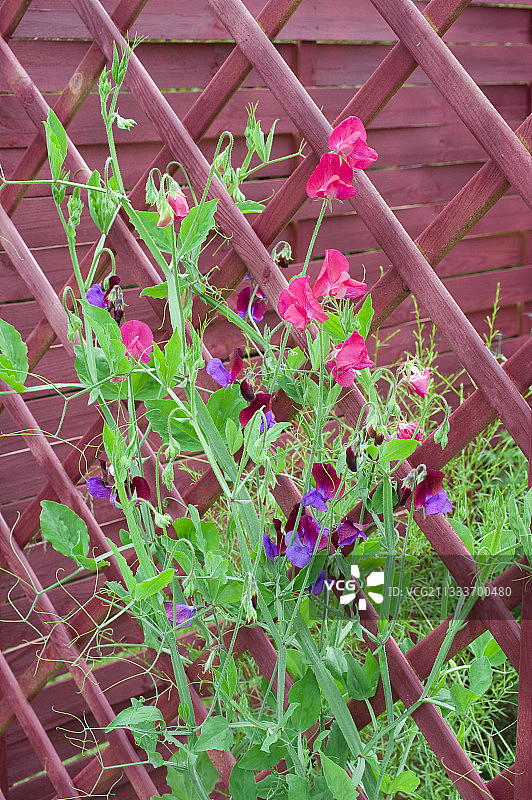 花园里盛开的猩红色菜豆图片素材