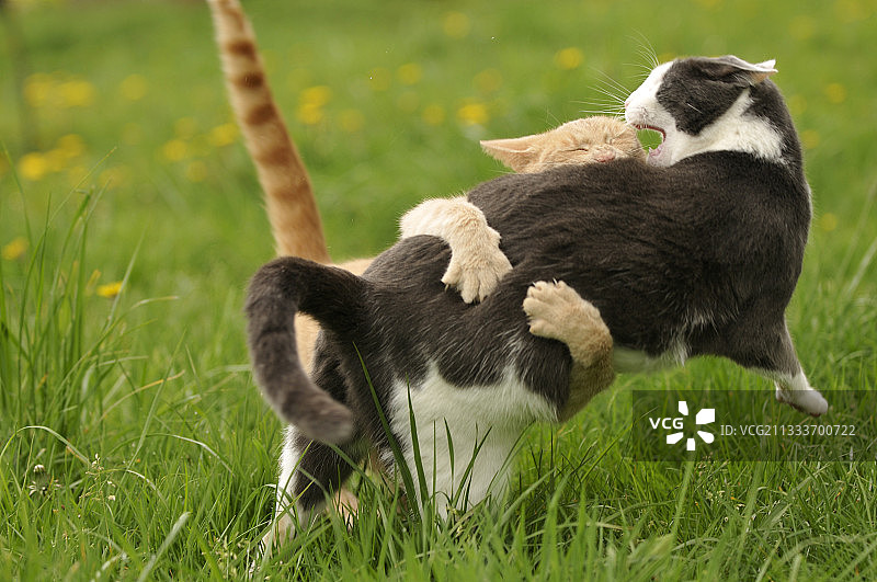 欧洲红虎斑猫和灰白色猫打架图片素材