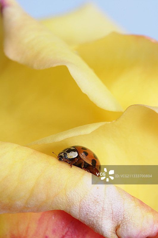 法国诺曼底玫瑰花上的七星瓢虫图片素材