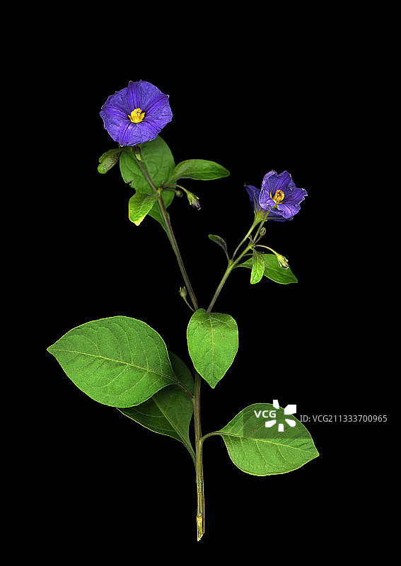 法国秋季的Solanum图片素材