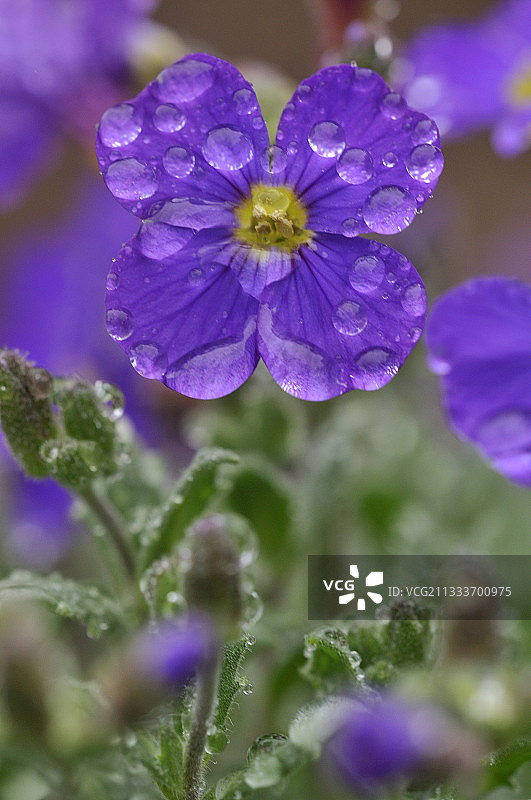 科雷兹法国春露中的紫罗兰图片素材