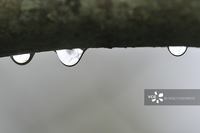 法国科雷兹树枝上的雨滴图片素材