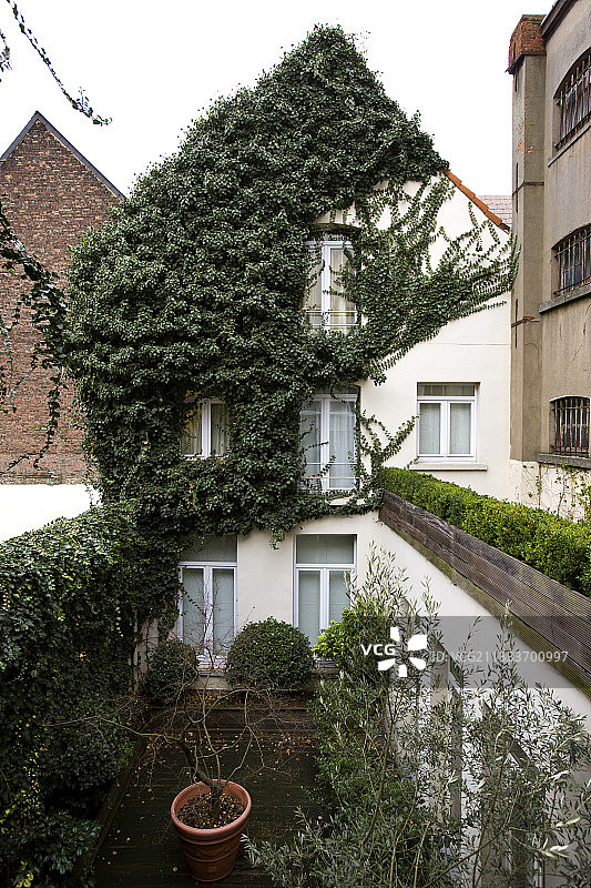 比利时：覆盖常春藤的房屋图片素材