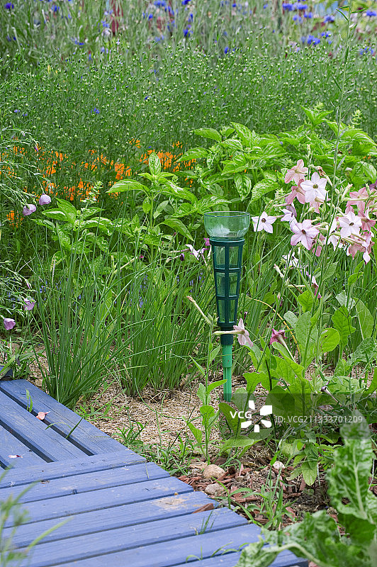 鲜花厨房花园中的雨量器图片素材