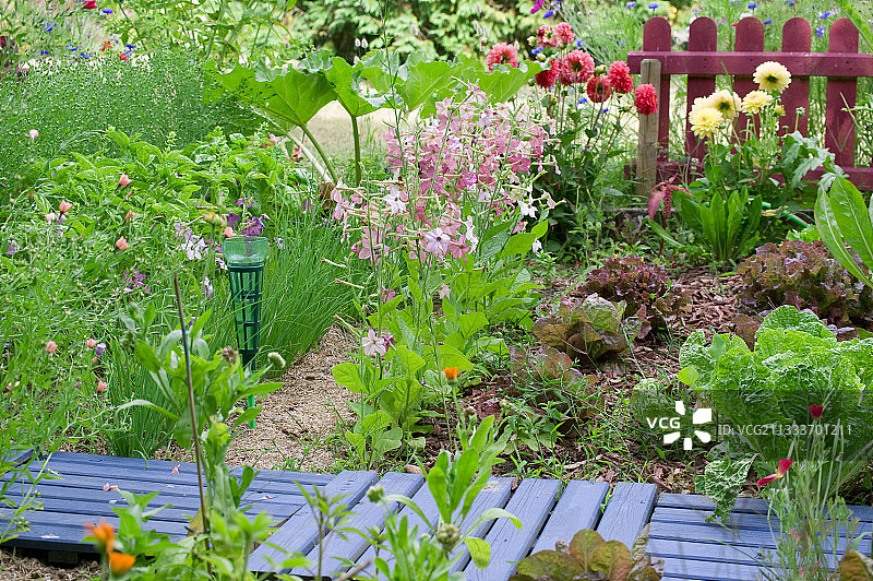 鲜花厨房花园中的雨量器图片素材