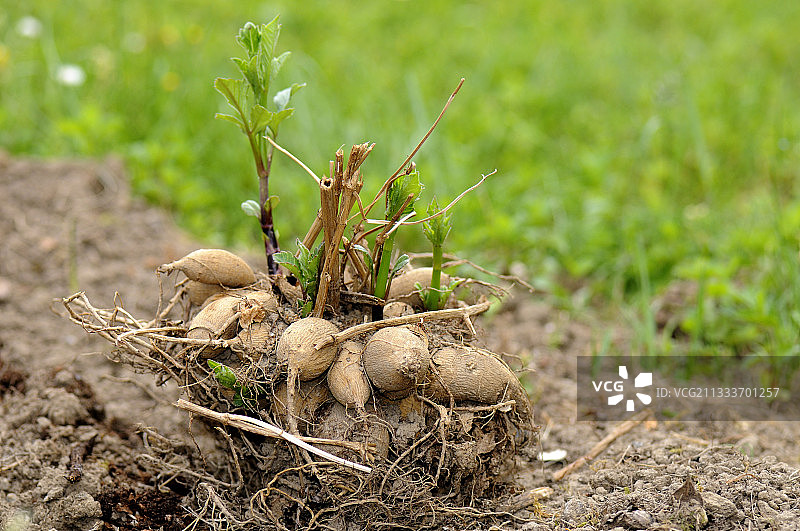 准备种植的观赏植物球茎图片素材
