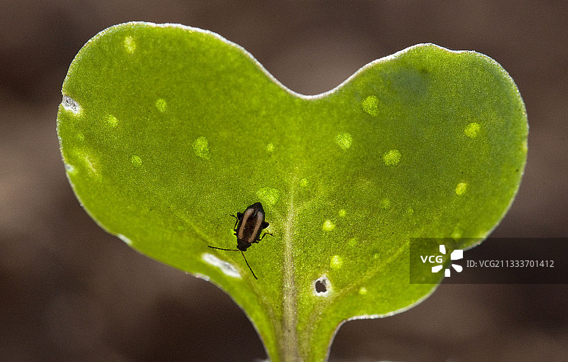 法国子叶上的油菜跳甲图片素材