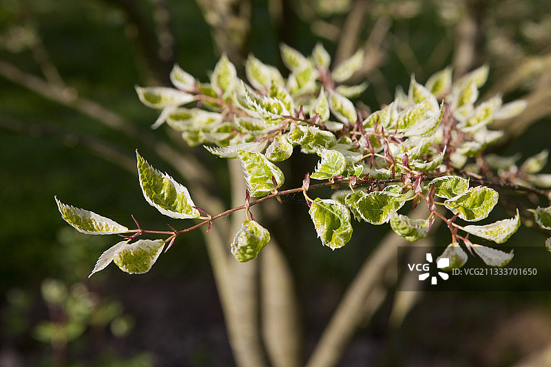 春天花园里的日本榉树图片素材