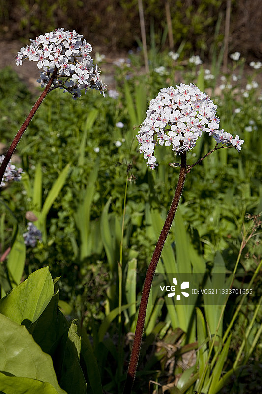 花园里盛开的印度大黄（春季）图片素材