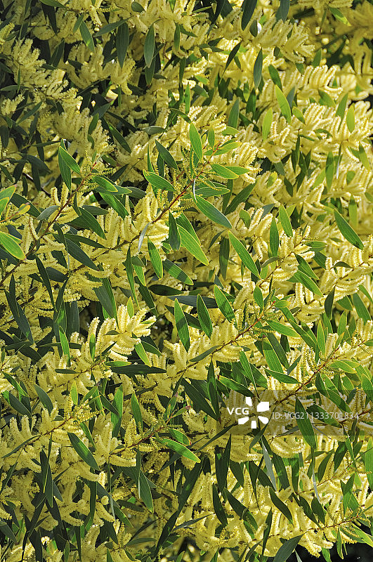 春天盛开的含羞草图片素材