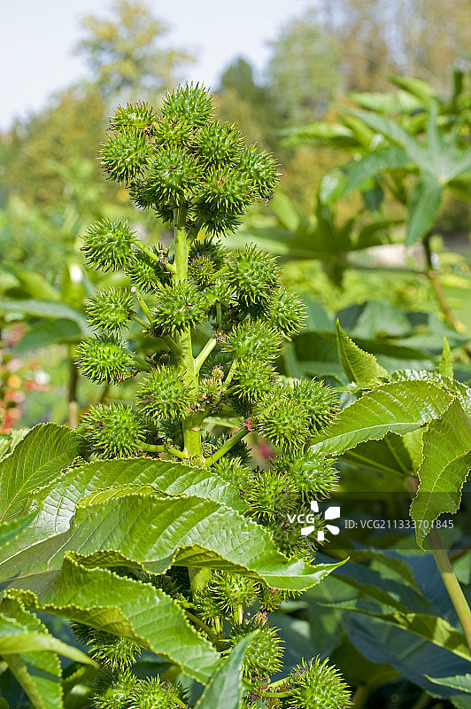秋季花园里的蓖麻果实图片素材