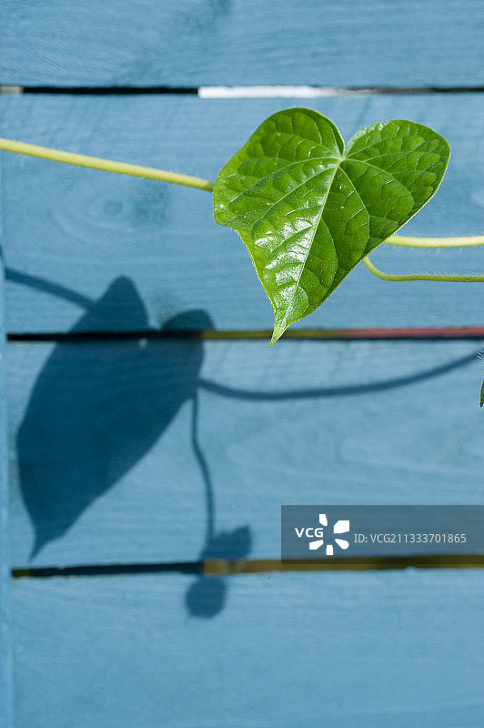 花园里的海蓝色牵牛花叶图片素材