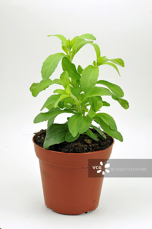 巴拉圭草本植物，甜度是糖的200倍，自2009年秋季起在法国被授权用于生产甜味剂图片素材