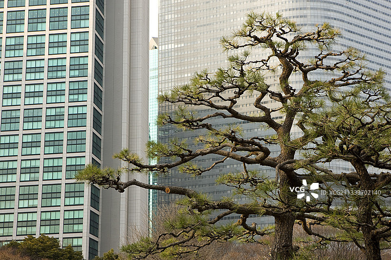 日本东京城市公园内修剪过的树木图片素材