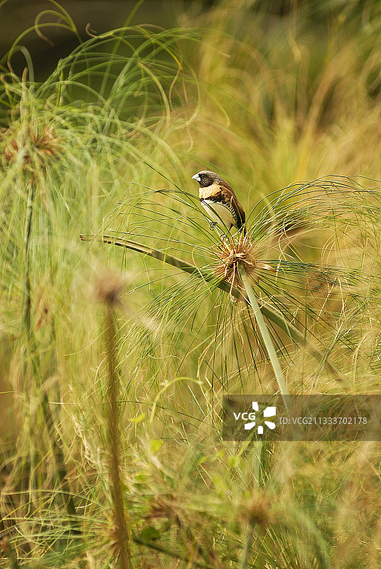 新喀里多尼亚的文鸟图片素材